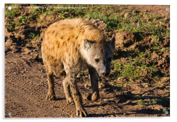 Pregnant female Spotted Hyena Acrylic by Howard Kennedy