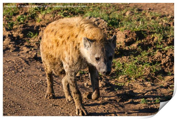 Pregnant female Spotted Hyena Print by Howard Kennedy