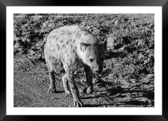 Pregnant female Spotted Hyena in black and white Framed Mounted Print by Howard Kennedy