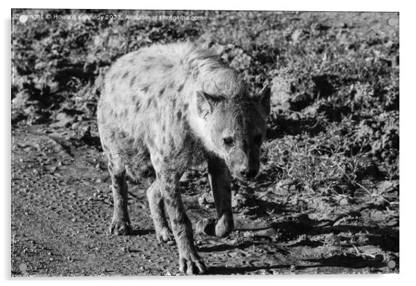 Pregnant female Spotted Hyena in black and white Acrylic by Howard Kennedy