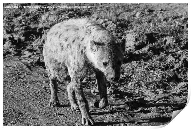 Pregnant female Spotted Hyena in black and white Print by Howard Kennedy