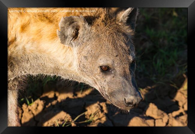 Pregnant female Spotted Hyena close-up Framed Print by Howard Kennedy