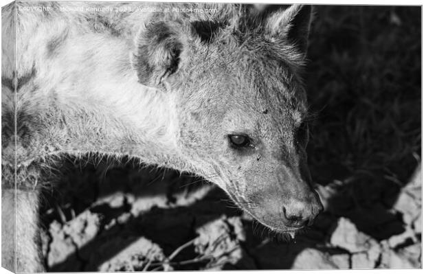 Pregnant female Spotted Hyena close-up in black and white Canvas Print by Howard Kennedy