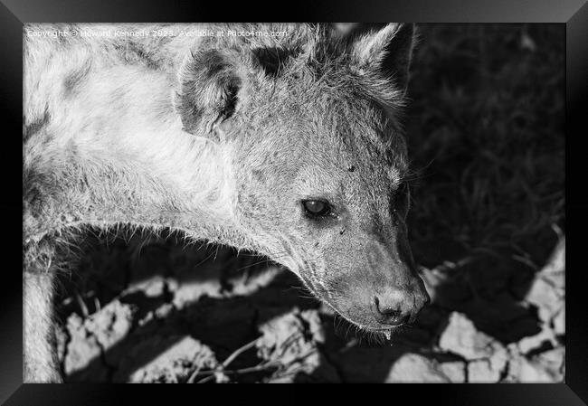 Pregnant female Spotted Hyena close-up in black and white Framed Print by Howard Kennedy