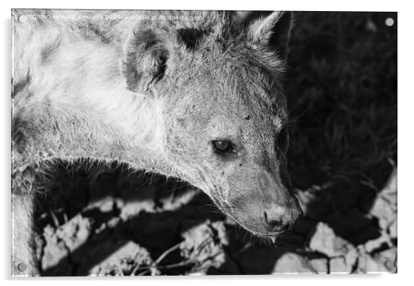 Pregnant female Spotted Hyena close-up in black and white Acrylic by Howard Kennedy