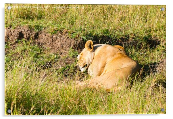 Lioness sleeping Acrylic by Howard Kennedy