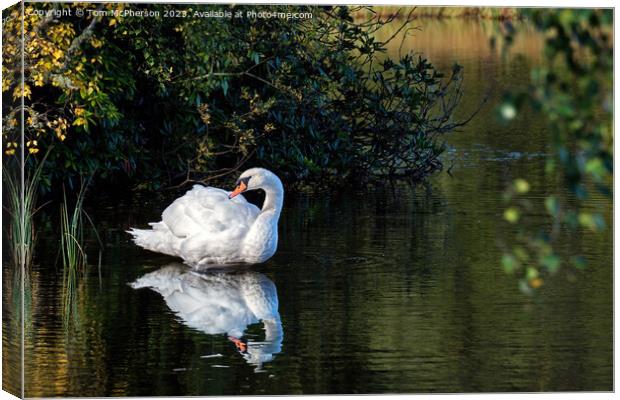 Mute swan on Loch of Blairs Canvas Print by Tom McPherson