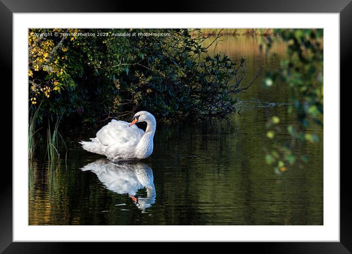 Mute swan on Loch of Blairs Framed Mounted Print by Tom McPherson