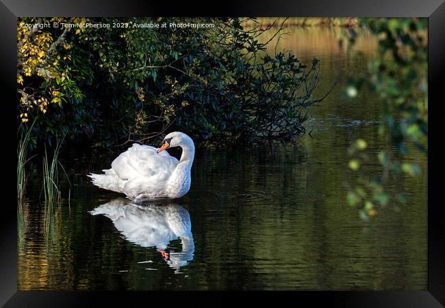 Mute swan on Loch of Blairs Framed Print by Tom McPherson