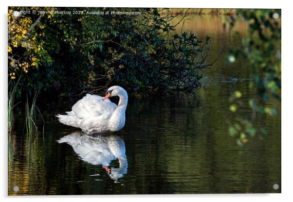 Mute swan on Loch of Blairs Acrylic by Tom McPherson