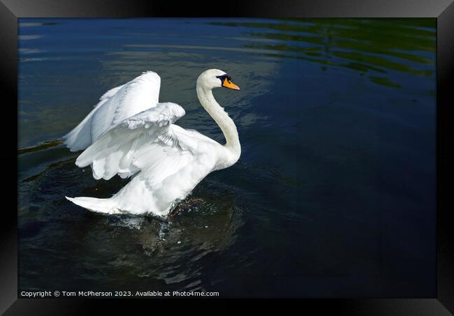 Ride a White Swan Framed Print by Tom McPherson