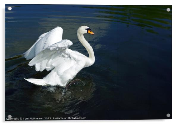 Ride a White Swan Acrylic by Tom McPherson