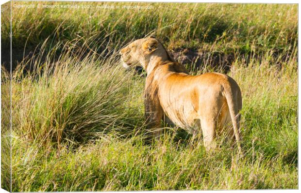 Lioness looking out from long grass Canvas Print by Howard Kennedy