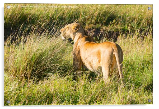 Lioness looking out from long grass Acrylic by Howard Kennedy