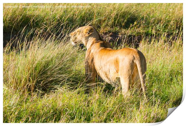 Lioness looking out from long grass Print by Howard Kennedy