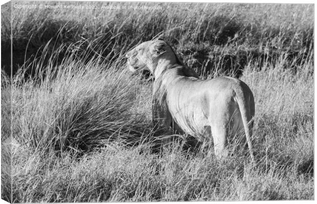 Lioness looking out from long grass in black and white Canvas Print by Howard Kennedy