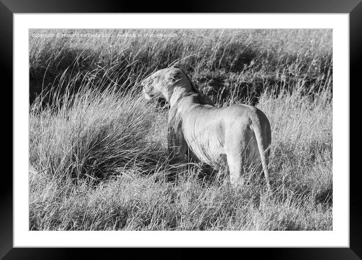 Lioness looking out from long grass in black and white Framed Mounted Print by Howard Kennedy