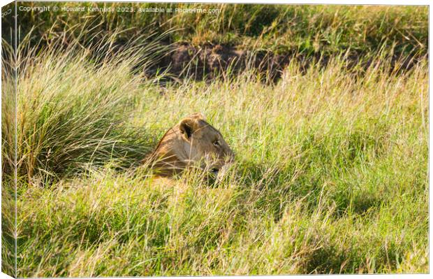 Lioness resting in long grass but keeping a watchful eye Canvas Print by Howard Kennedy