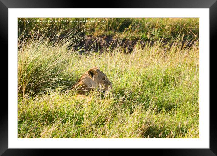 Lioness resting in long grass but keeping a watchful eye Framed Mounted Print by Howard Kennedy