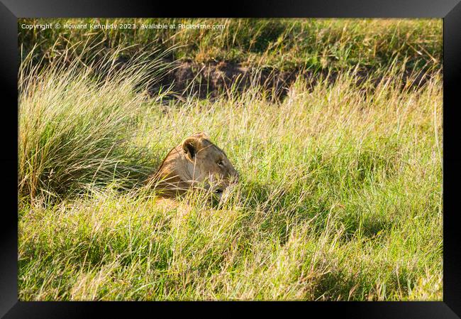 Lioness resting in long grass but keeping a watchful eye Framed Print by Howard Kennedy