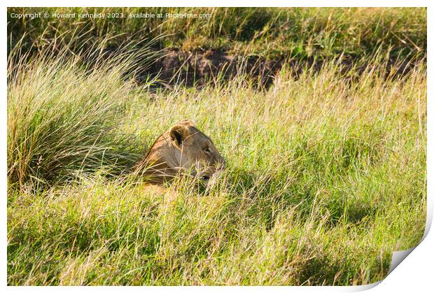 Lioness resting in long grass but keeping a watchful eye Print by Howard Kennedy