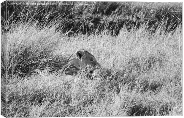 Lioness resting in long grass but keeping a watchful eye in black and white Canvas Print by Howard Kennedy