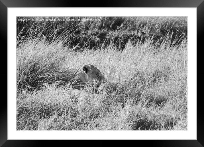 Lioness resting in long grass but keeping a watchful eye in black and white Framed Mounted Print by Howard Kennedy
