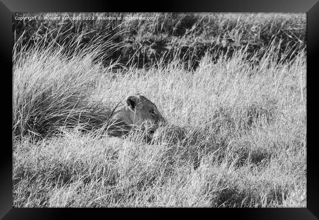 Lioness resting in long grass but keeping a watchful eye in black and white Framed Print by Howard Kennedy