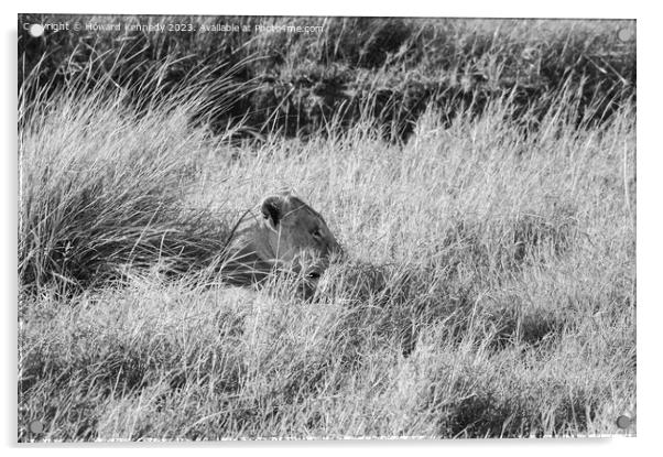 Lioness resting in long grass but keeping a watchful eye in black and white Acrylic by Howard Kennedy
