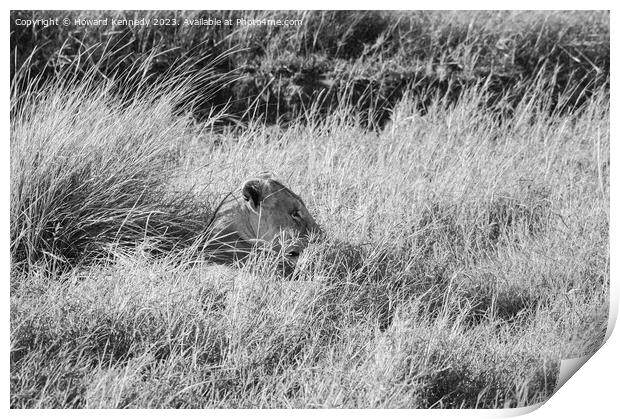 Lioness resting in long grass but keeping a watchful eye in black and white Print by Howard Kennedy