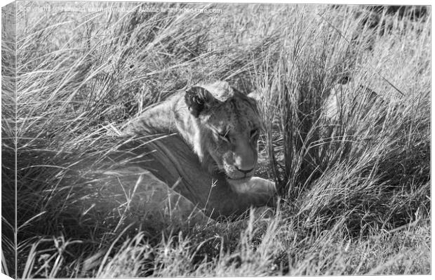 Immature male Lion hiding in long grass in black and white Canvas Print by Howard Kennedy