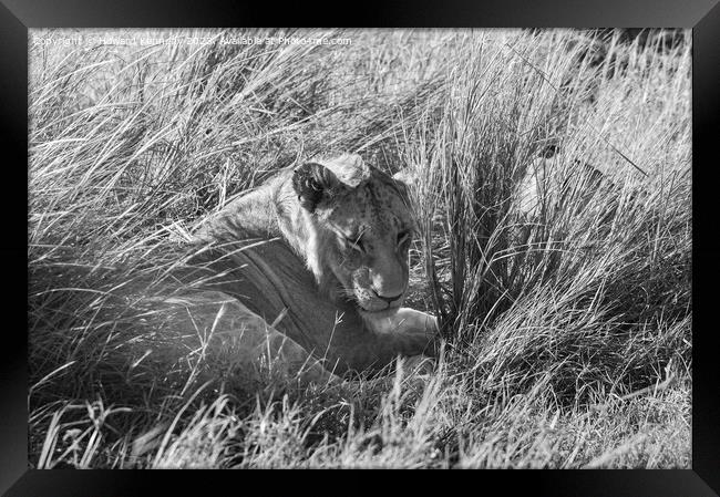 Immature male Lion hiding in long grass in black and white Framed Print by Howard Kennedy