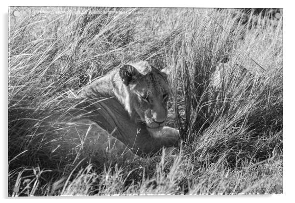 Immature male Lion hiding in long grass in black and white Acrylic by Howard Kennedy