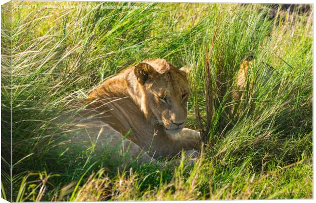 Immature male Lion hiding in long grass Canvas Print by Howard Kennedy