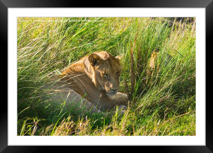 Immature male Lion hiding in long grass Framed Mounted Print by Howard Kennedy