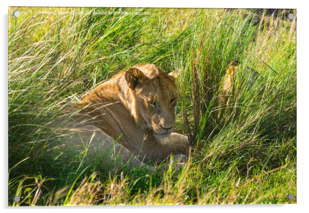Immature male Lion hiding in long grass Acrylic by Howard Kennedy