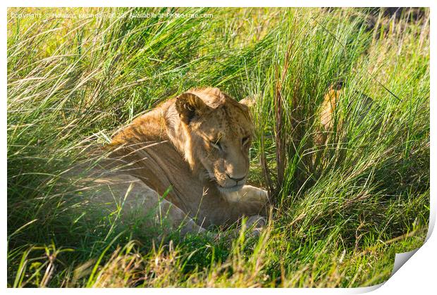 Immature male Lion hiding in long grass Print by Howard Kennedy