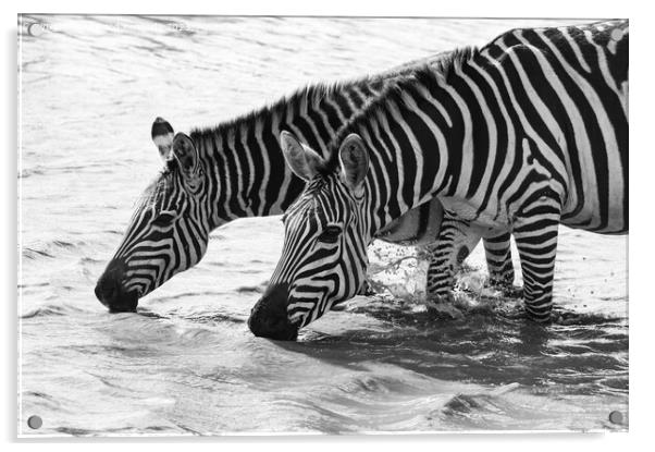 Burchell's Zebra in waterhole in black and white Acrylic by Howard Kennedy