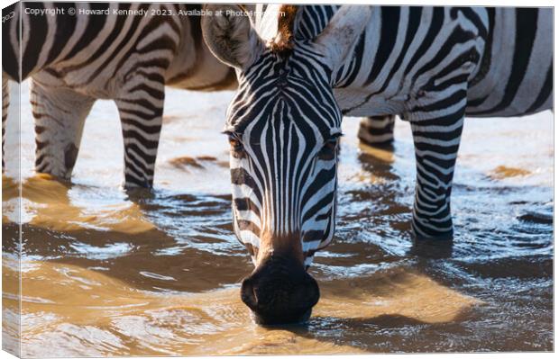 Close-up of Burchell's Zebra drinking in waterhole Canvas Print by Howard Kennedy