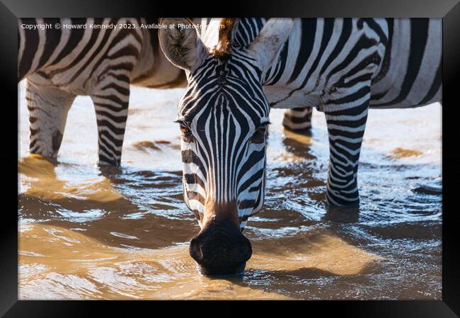 Close-up of Burchell's Zebra drinking in waterhole Framed Print by Howard Kennedy