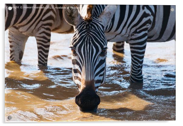 Close-up of Burchell's Zebra drinking in waterhole Acrylic by Howard Kennedy