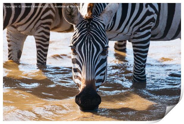 Close-up of Burchell's Zebra drinking in waterhole Print by Howard Kennedy