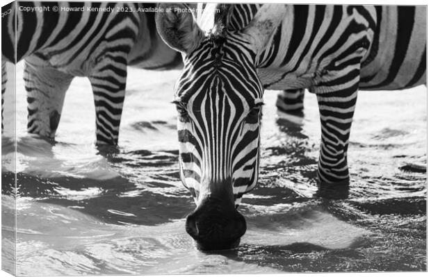 Close-up of Burchell's Zebra drinking in waterhole in black and white Canvas Print by Howard Kennedy