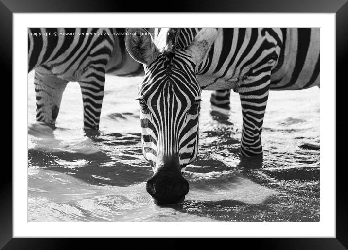 Close-up of Burchell's Zebra drinking in waterhole in black and white Framed Mounted Print by Howard Kennedy
