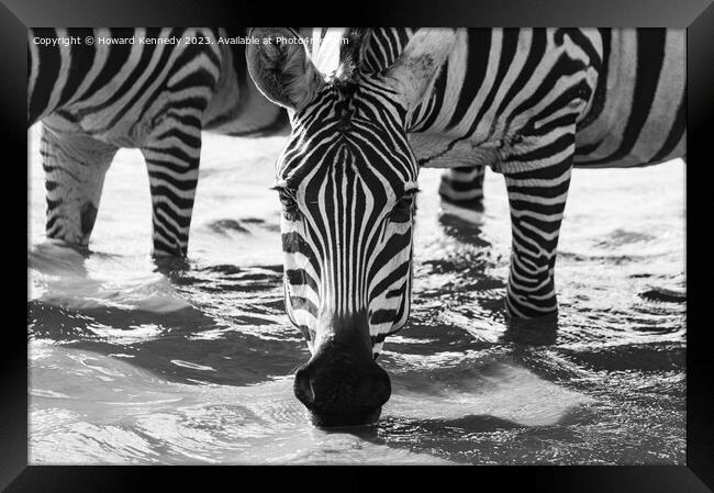 Close-up of Burchell's Zebra drinking in waterhole in black and white Framed Print by Howard Kennedy