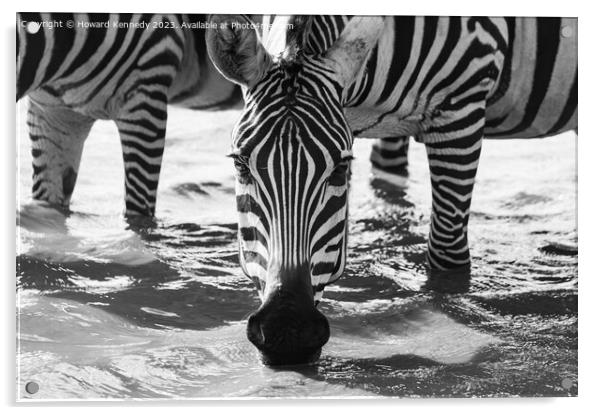 Close-up of Burchell's Zebra drinking in waterhole in black and white Acrylic by Howard Kennedy