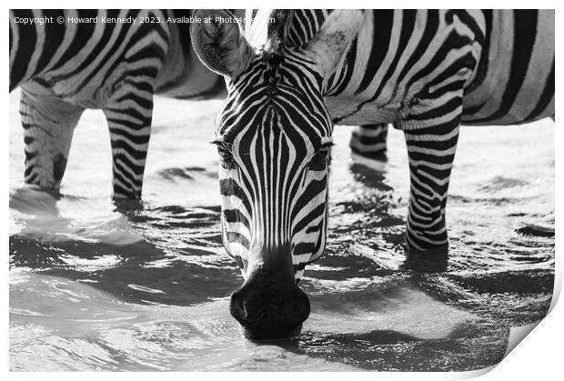 Close-up of Burchell's Zebra drinking in waterhole in black and white Print by Howard Kennedy