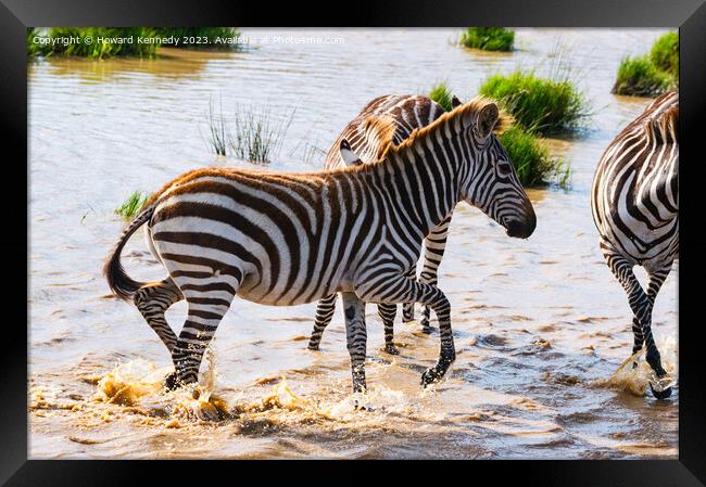 Burchell's Zebra in waterhole Framed Print by Howard Kennedy