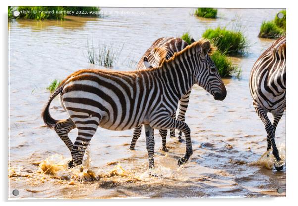Burchell's Zebra in waterhole Acrylic by Howard Kennedy