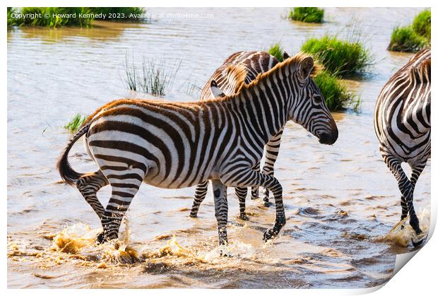 Burchell's Zebra in waterhole Print by Howard Kennedy